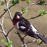 Rosebreasted Grosbeak