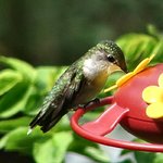 Hummingbird