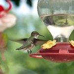 Hummingbird