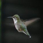 Flyaway