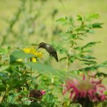 Hummer