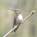 Hummingbird