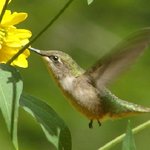 Hummingbird