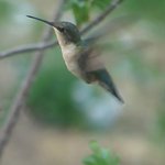 Hummingbird in flight