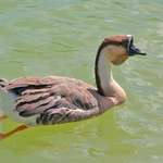 One Old Goose