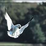 Gull