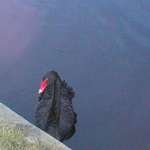 Black Swan