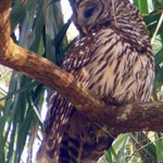 Barred Owl near Ocklawaha, FL