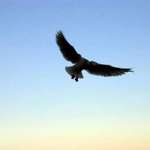 Free Fall