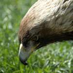 Food seeker