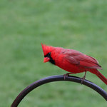 A Cardinal