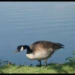 Canada Goose Feeding