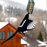 Magpie Stealing Food