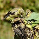 Finches