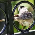 Bird in Porthole, "What to Do?"