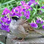 Bird Posing with Flowers