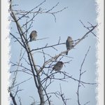 Birds of a feather