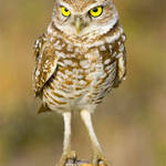 Burrowing Owls