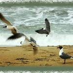 Atlantic Ocean Gulls