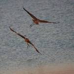 two herons