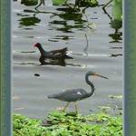Wildlife at WP Franklin Campground in Alva, Florida