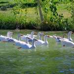 Follow The Goose