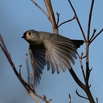 Titmouse In Flight