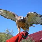 Red Tailed Hawk