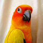 Ozzie - Sun Conure