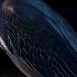 Feather detail