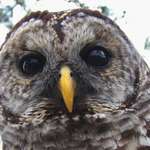 Barred Owl