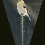 Lofty Perch