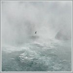 Seagull in the mist