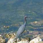 Bird fishing