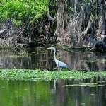 A birds life