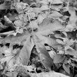 black and white leave