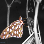 Black Butterd 1