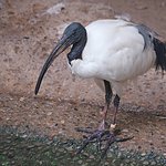 Black Headed Ibis