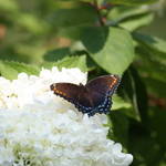 Black swallowtail