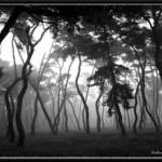 Among the trees