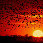 Blackbird Sunset