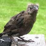 Blackbird fly...