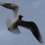 Blackheaded gull