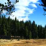 Living at the Edge of the Forest