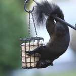 Acrobat Black Squirrel, upside-down