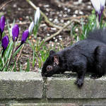 Black Squirrel & Purple Crocus