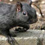Black Squirrel Injured Paw- closer view