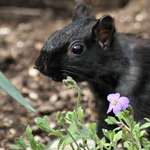 Black Squirrel & mauve flower