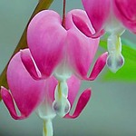 Bleeding Heart Plant