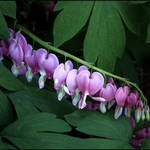 Bleeding Hearts